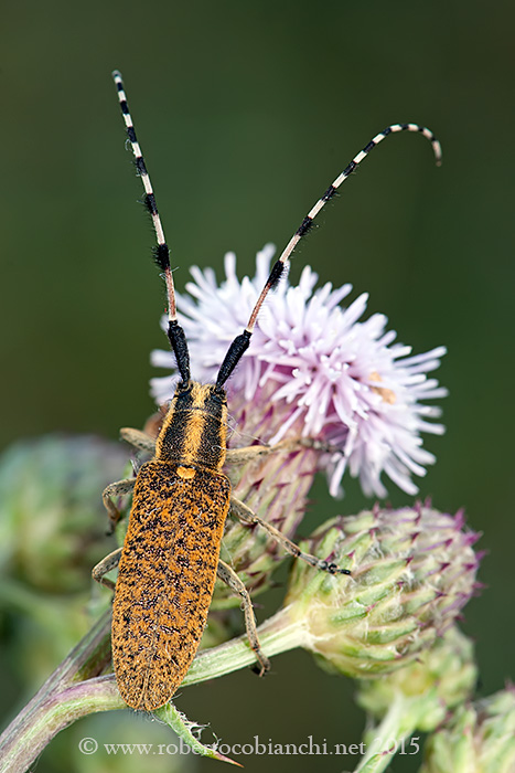 Agapanthia sicula Ganglbauer